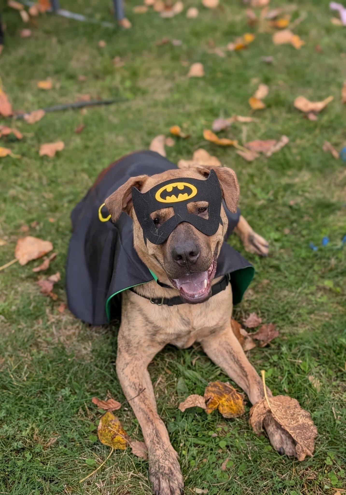 Tarzan, an adoptable Pit Bull Terrier in Bellingham, WA, 98226 | Photo Image 1
