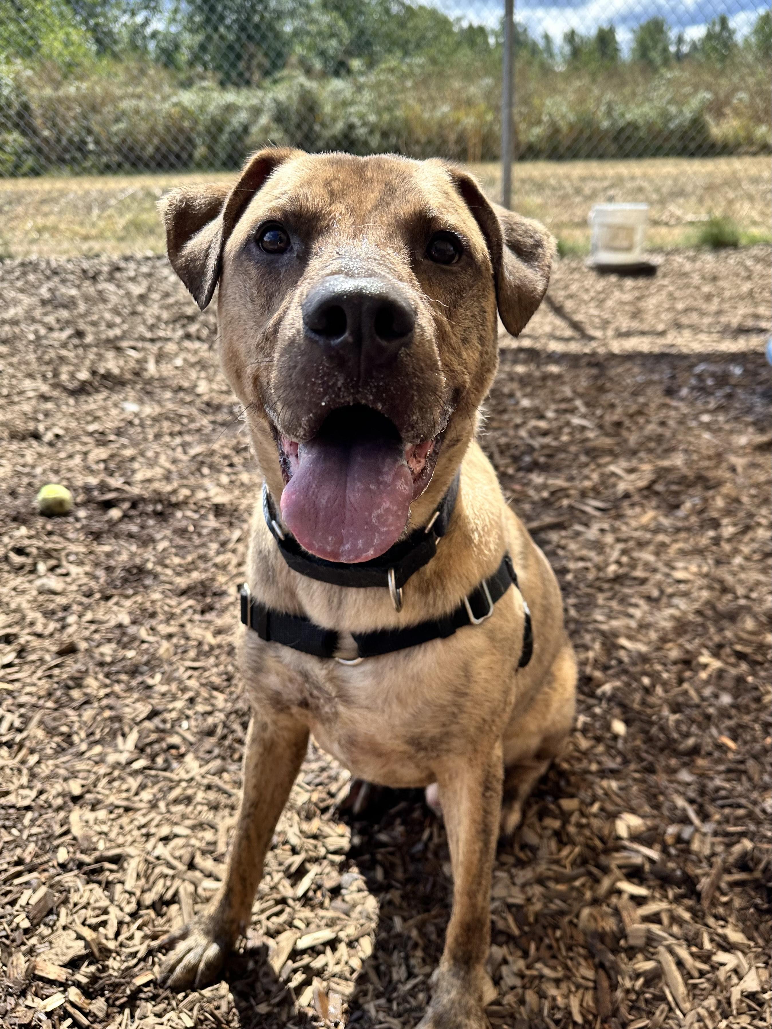 Tarzan, an adoptable Pit Bull Terrier in Bellingham, WA, 98226 | Photo Image 1