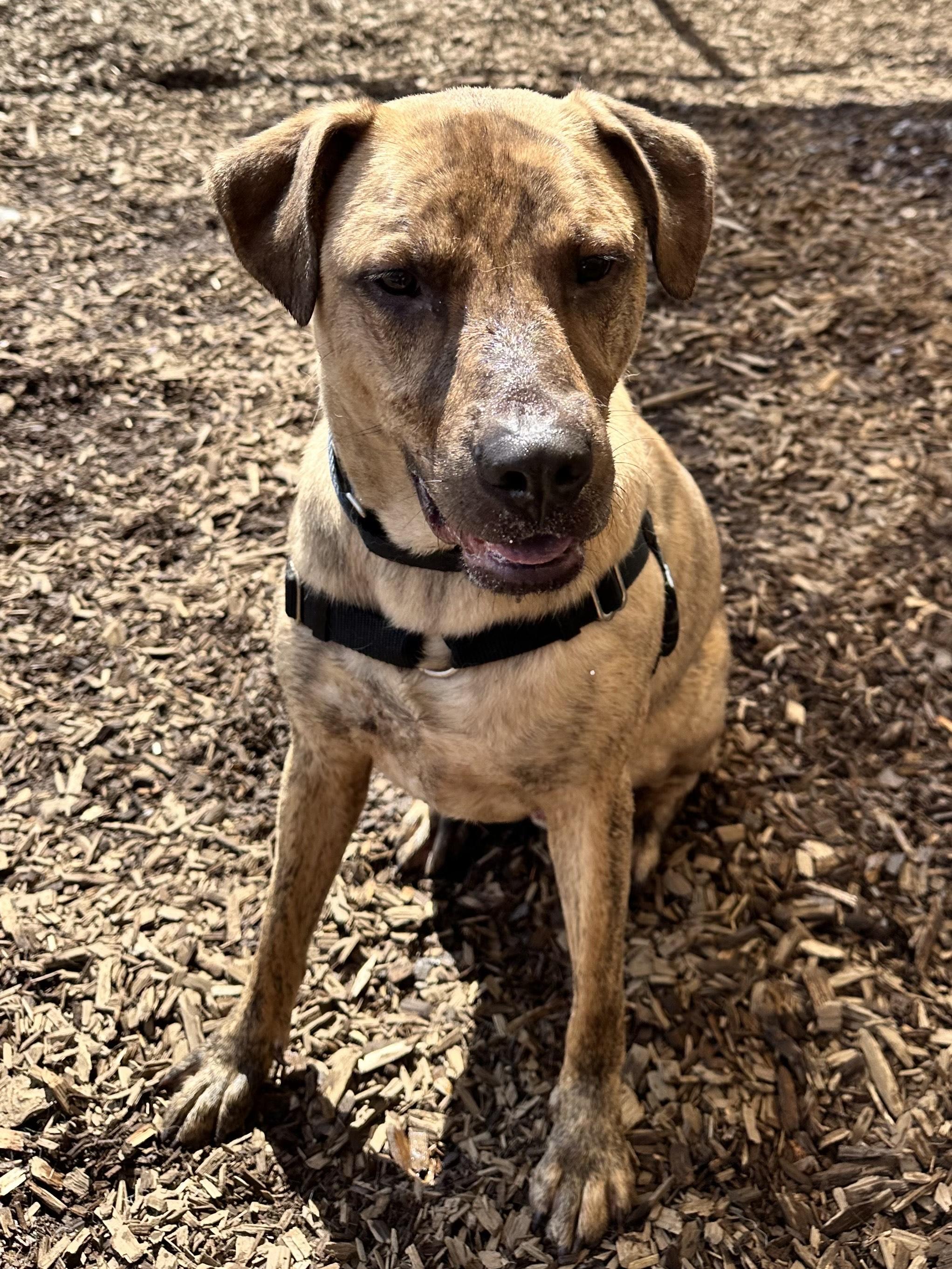 Tarzan, an adoptable Pit Bull Terrier in Bellingham, WA, 98226 | Photo Image 3