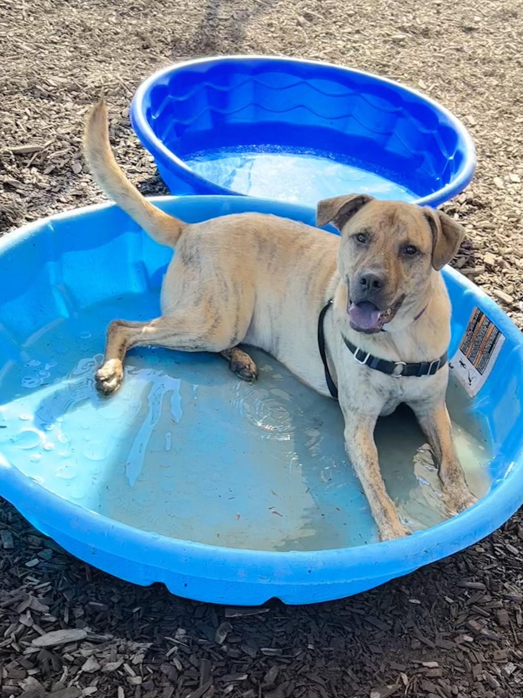 Tarzan, an adoptable Pit Bull Terrier in Bellingham, WA, 98226 | Photo Image 2