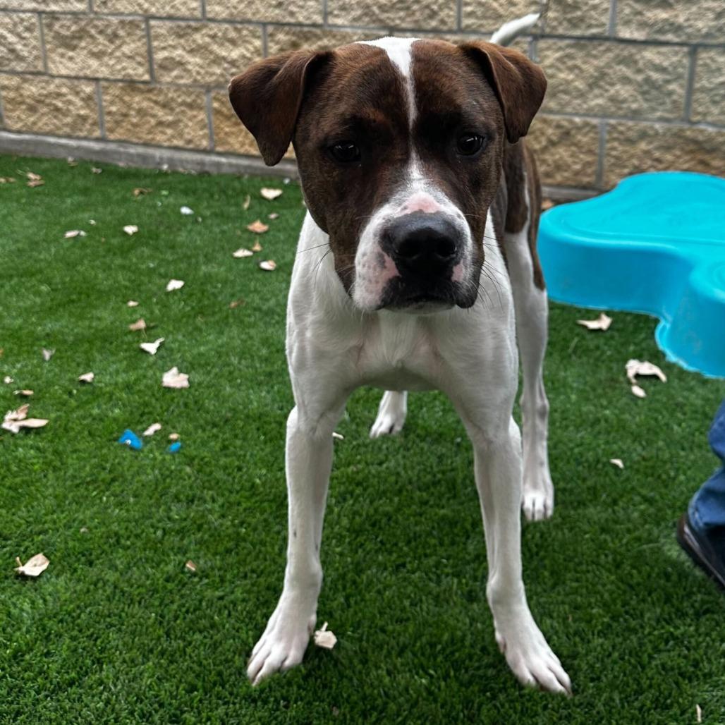 Enlarge Nero, a Adoptable mixed breed in San Antonio, TX image 1/6