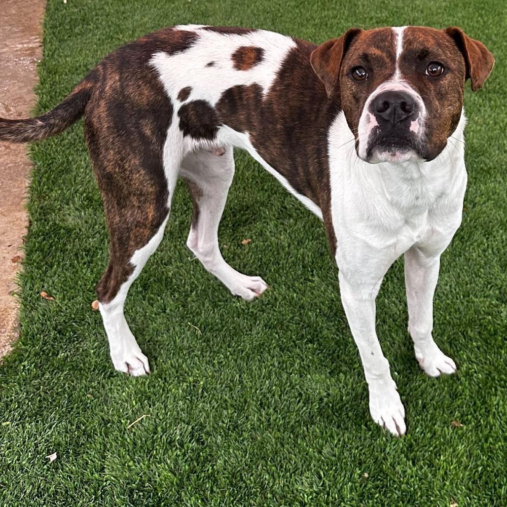 Enlarge Nero, a Adoptable mixed breed in San Antonio, TX image 2/6