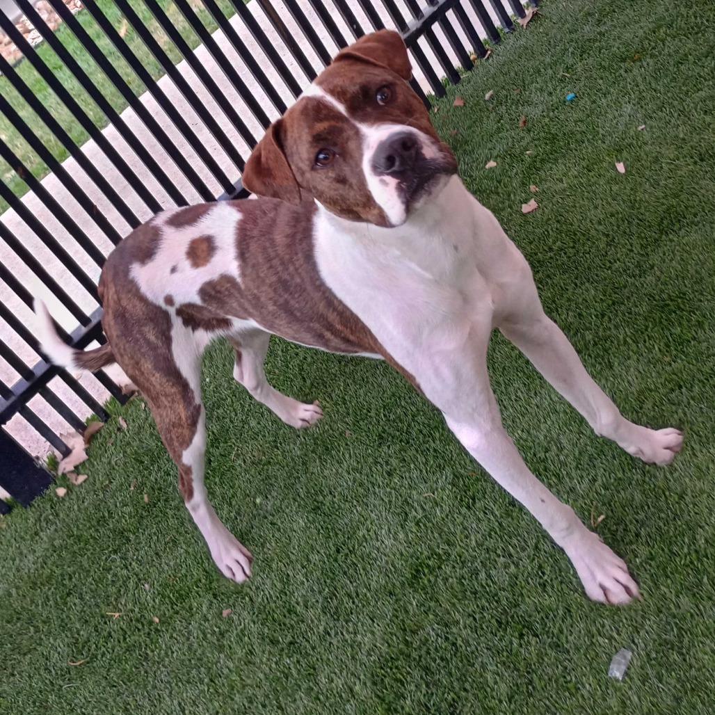 Enlarge Nero, a Adoptable mixed breed in San Antonio, TX image 3/6