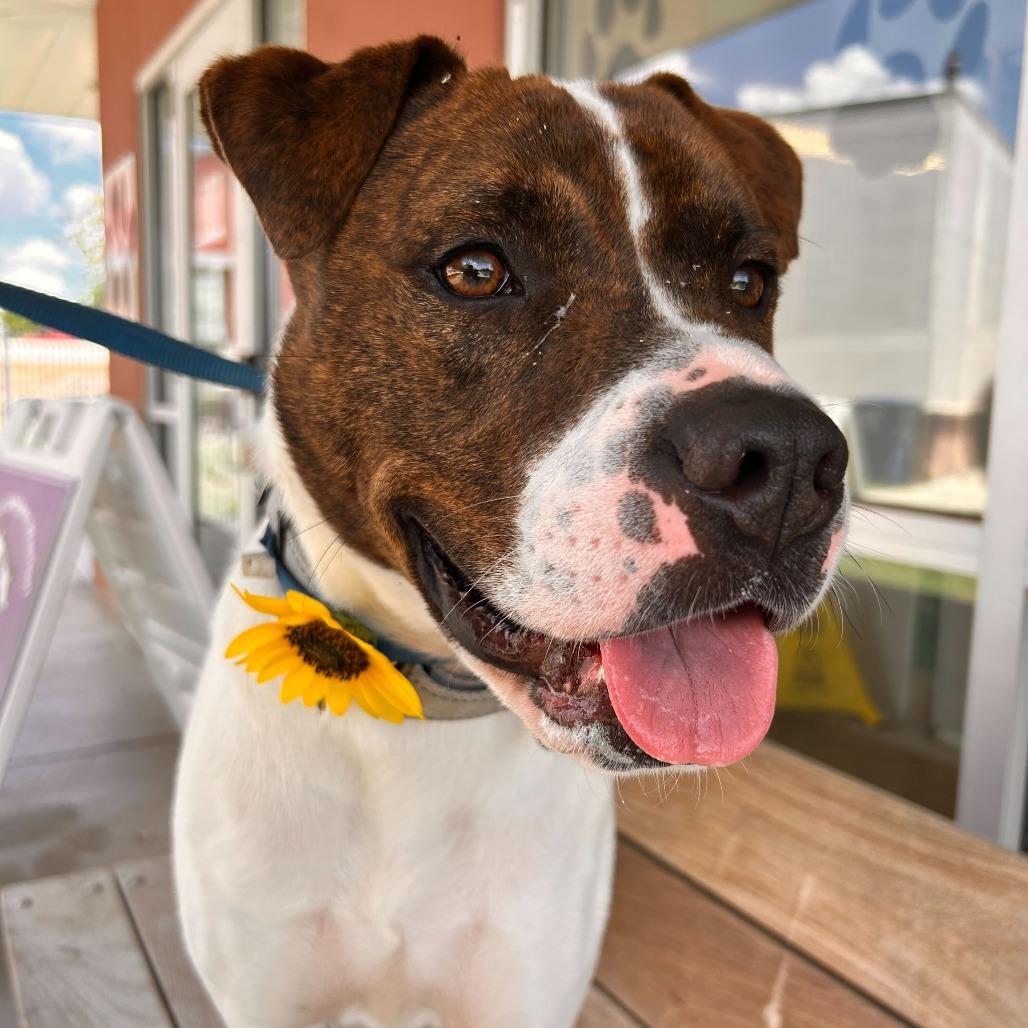 Enlarge Nero, a Adoptable mixed breed in San Antonio, TX image 4/6