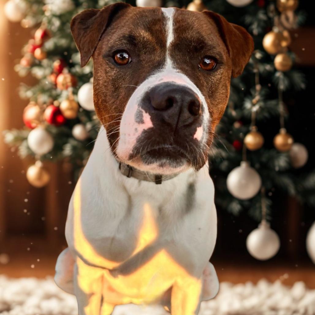 Enlarge Nero, a Adoptable mixed breed in San Antonio, TX image 5/6