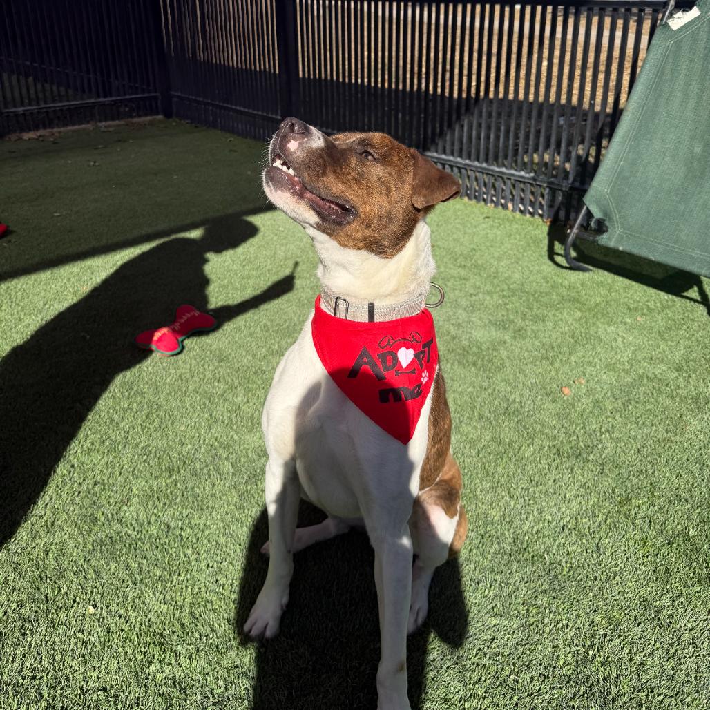 Enlarge Nero, a Adoptable mixed breed in San Antonio, TX image 5/6