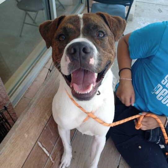 Enlarge Nero, a Adoptable mixed breed in San Antonio, TX image 6/6