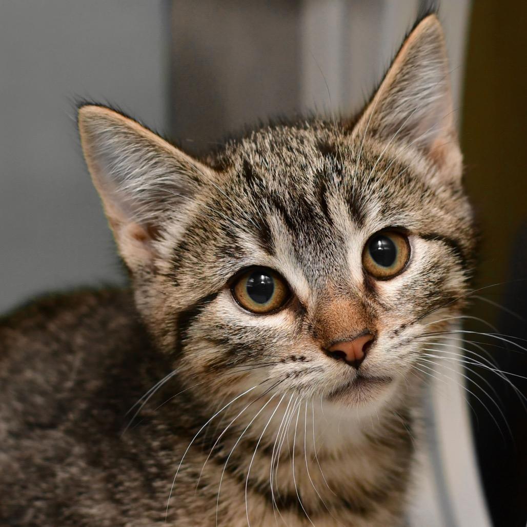 Quarter, Adoptable, Kitten Female Domestic Short Hair.