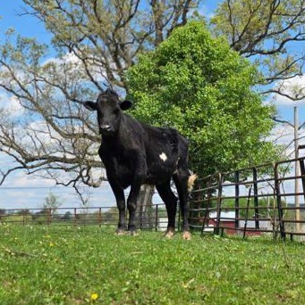 Enlarge TT, a Adopted Angus in Danville, PA image 2/4