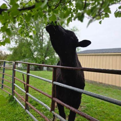 Enlarge TT, a Adopted Angus in Danville, PA image 3/4