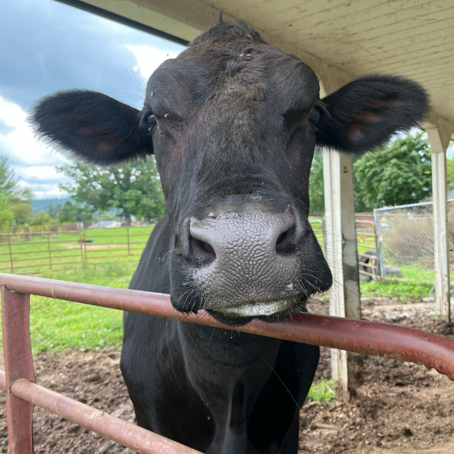 Enlarge TT, a Adopted Angus in Danville, PA image 1/4