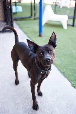 Enlarge Chula, a Adoptable Terrier in Newport, NH image 1/2