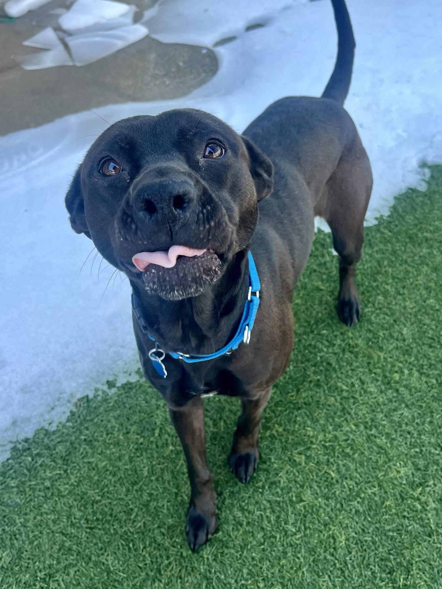 Enlarge Chula, a Adoptable Terrier in Newport, NH image 2/2