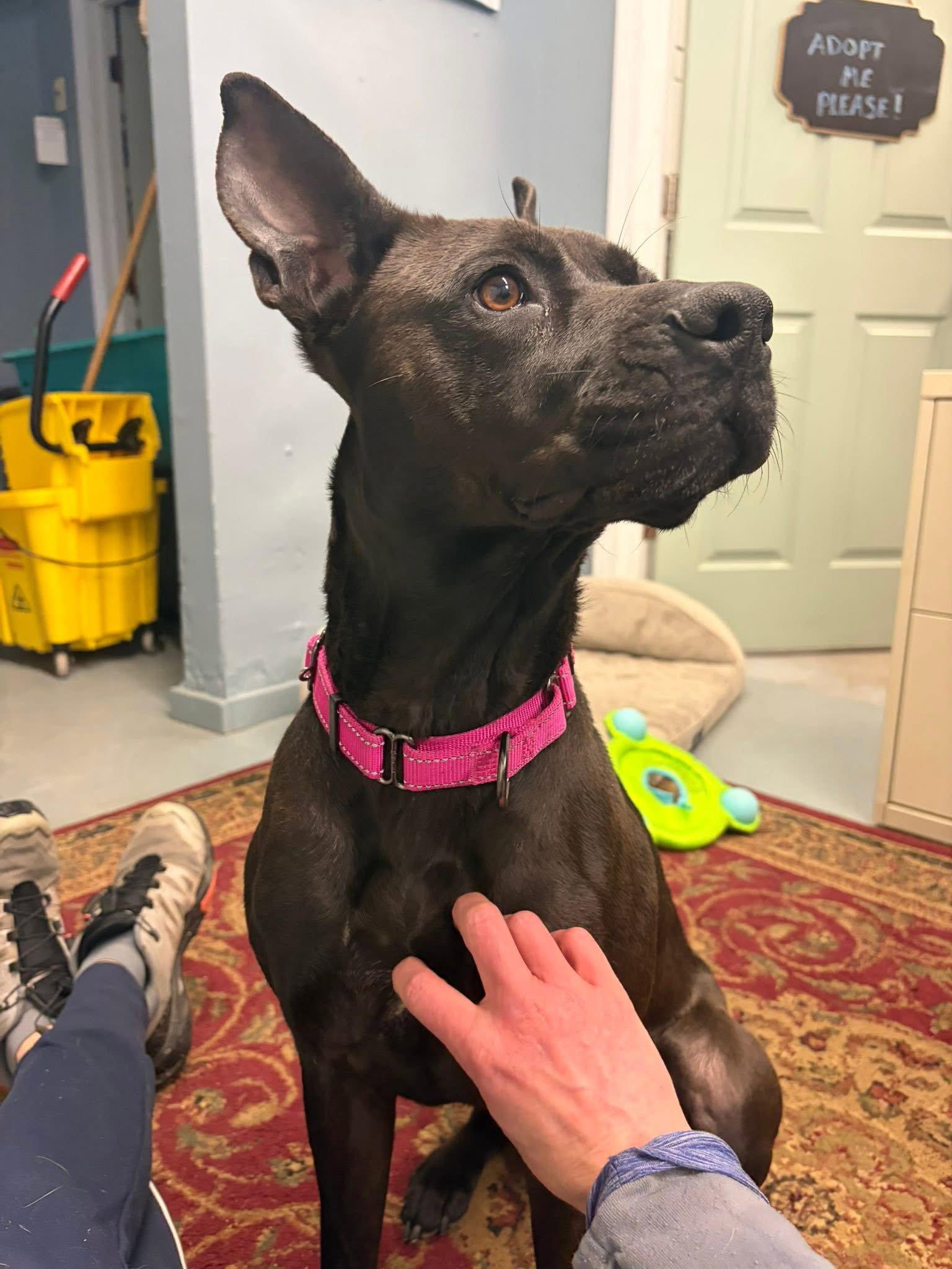Enlarge Chula, a Adoptable Terrier in Newport, NH image 3/3