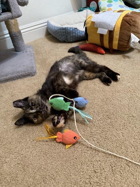 Dorothy, Adoptable, Young Female Domestic Short Hair.