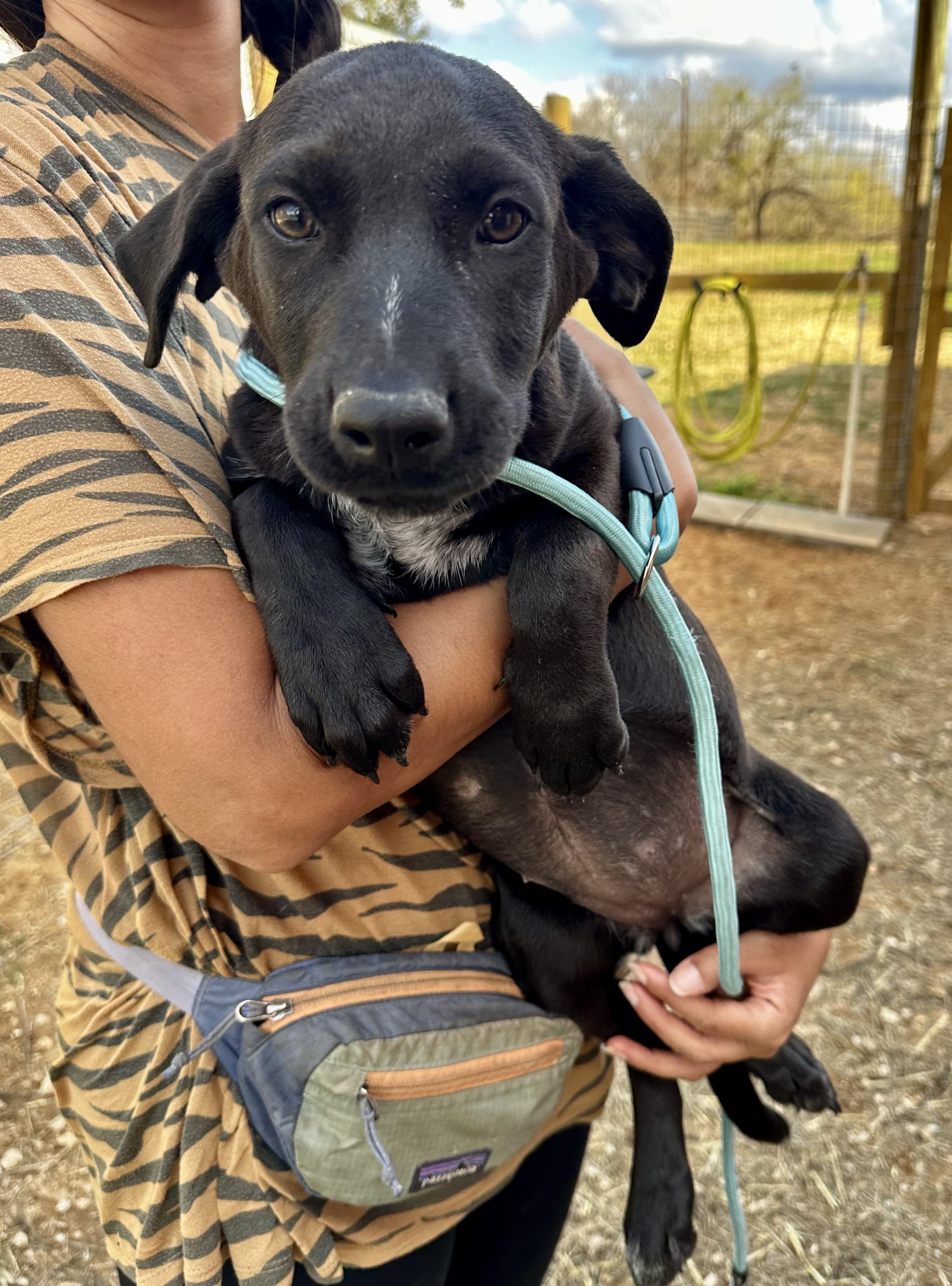 Enlarge Sophie, an adopted mixed breed in Seguin, TX image 4/4