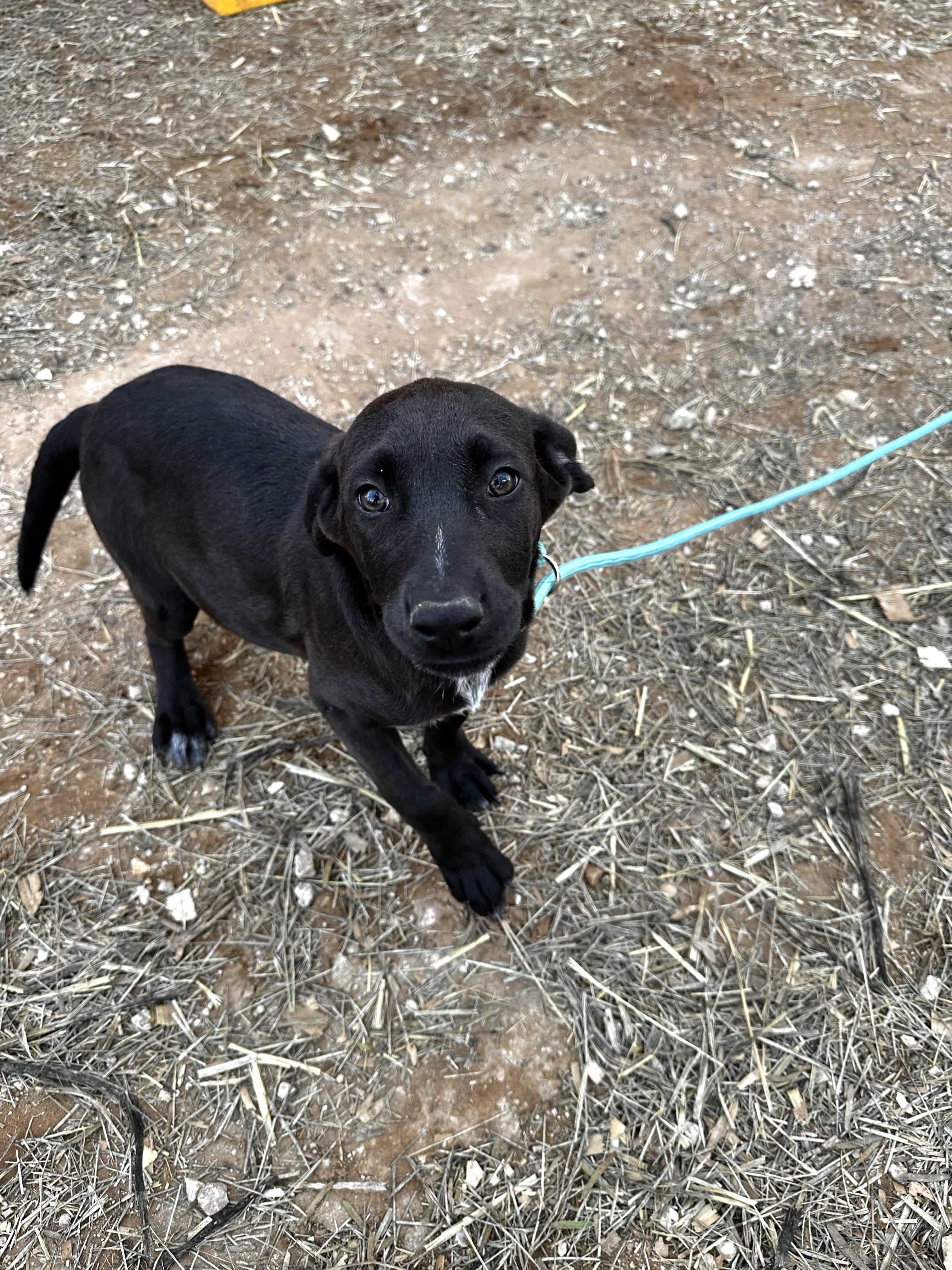 Enlarge Sophie, an adopted mixed breed in Seguin, TX image 2/4