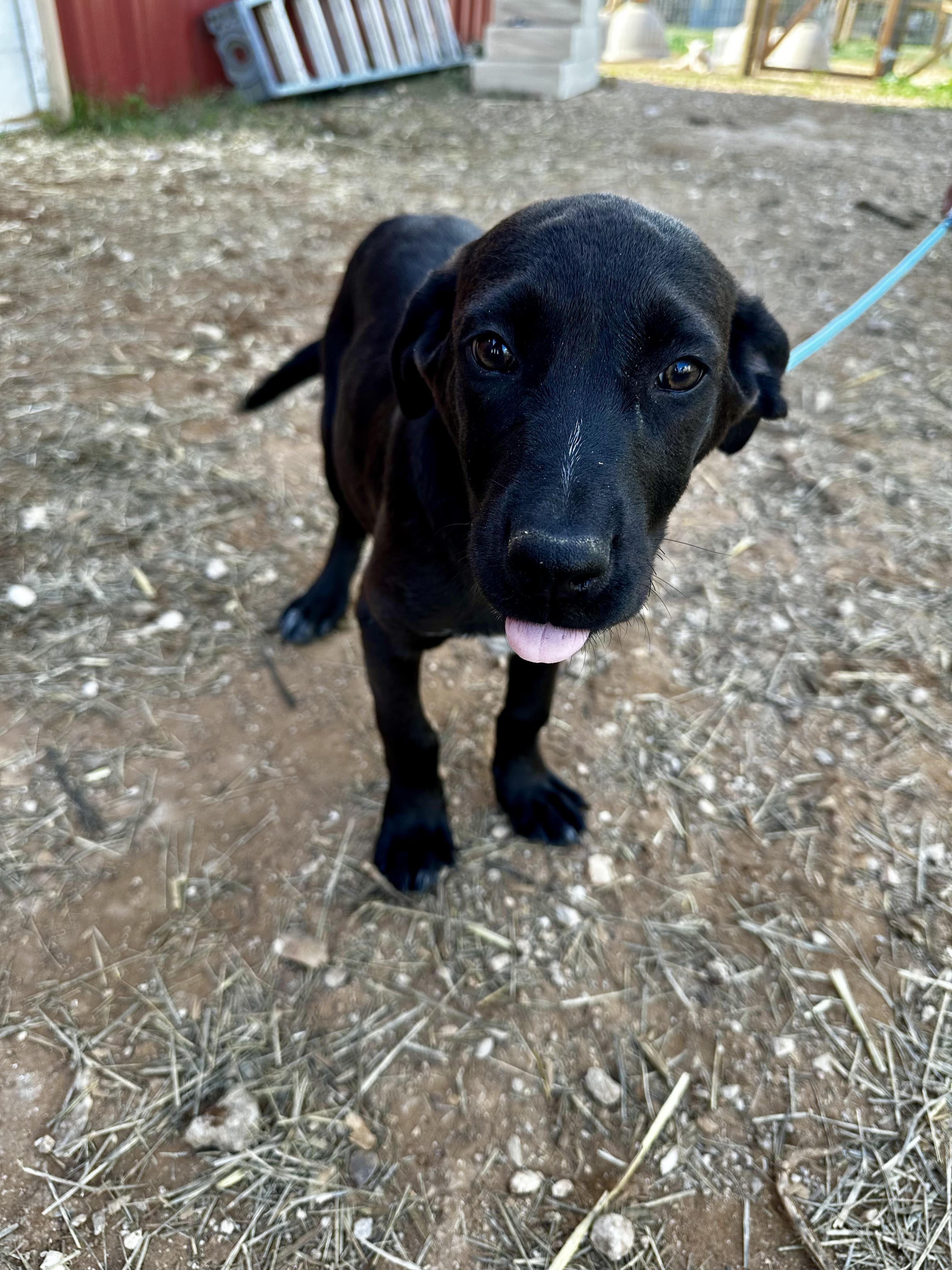 Enlarge Sophie, an adopted mixed breed in Seguin, TX image 1/4