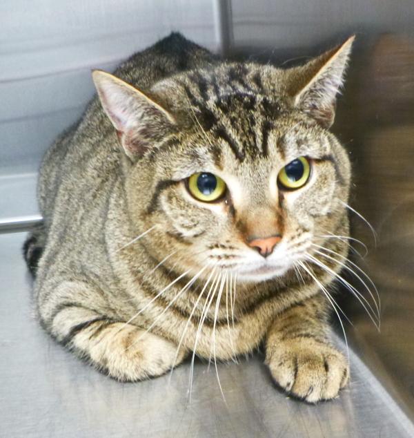 Enlarge Lola, a Adoptable mixed breed in Lafayette, LA image 1/6