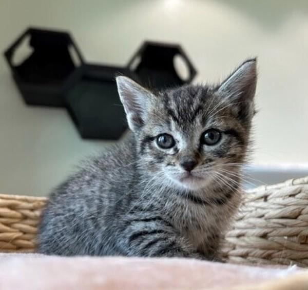 Enlarge Lola, a Adoptable mixed breed in Lafayette, LA image 2/6