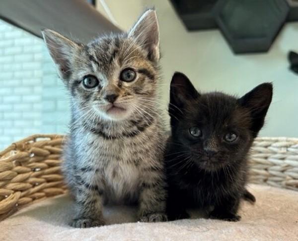 Enlarge Lola, a Adoptable mixed breed in Lafayette, LA image 3/6