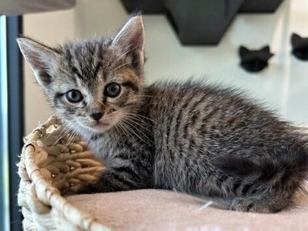 Enlarge Lola, a Adoptable mixed breed in Lafayette, LA image 4/6