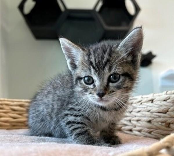 Enlarge Lola, a Adoptable mixed breed in Lafayette, LA image 5/6