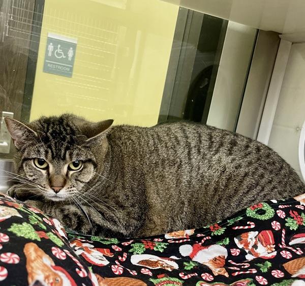 Enlarge Lola, a Adoptable mixed breed in Lafayette, LA image 6/6