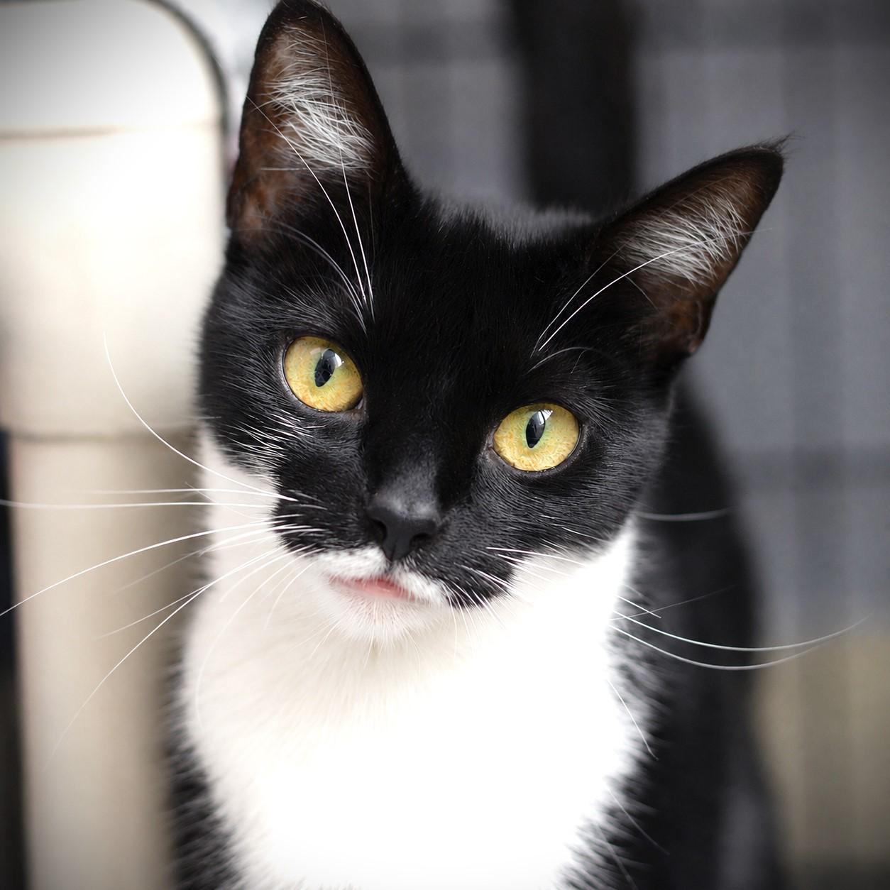 June, adoptable, Young Female Domestic Short Hair.