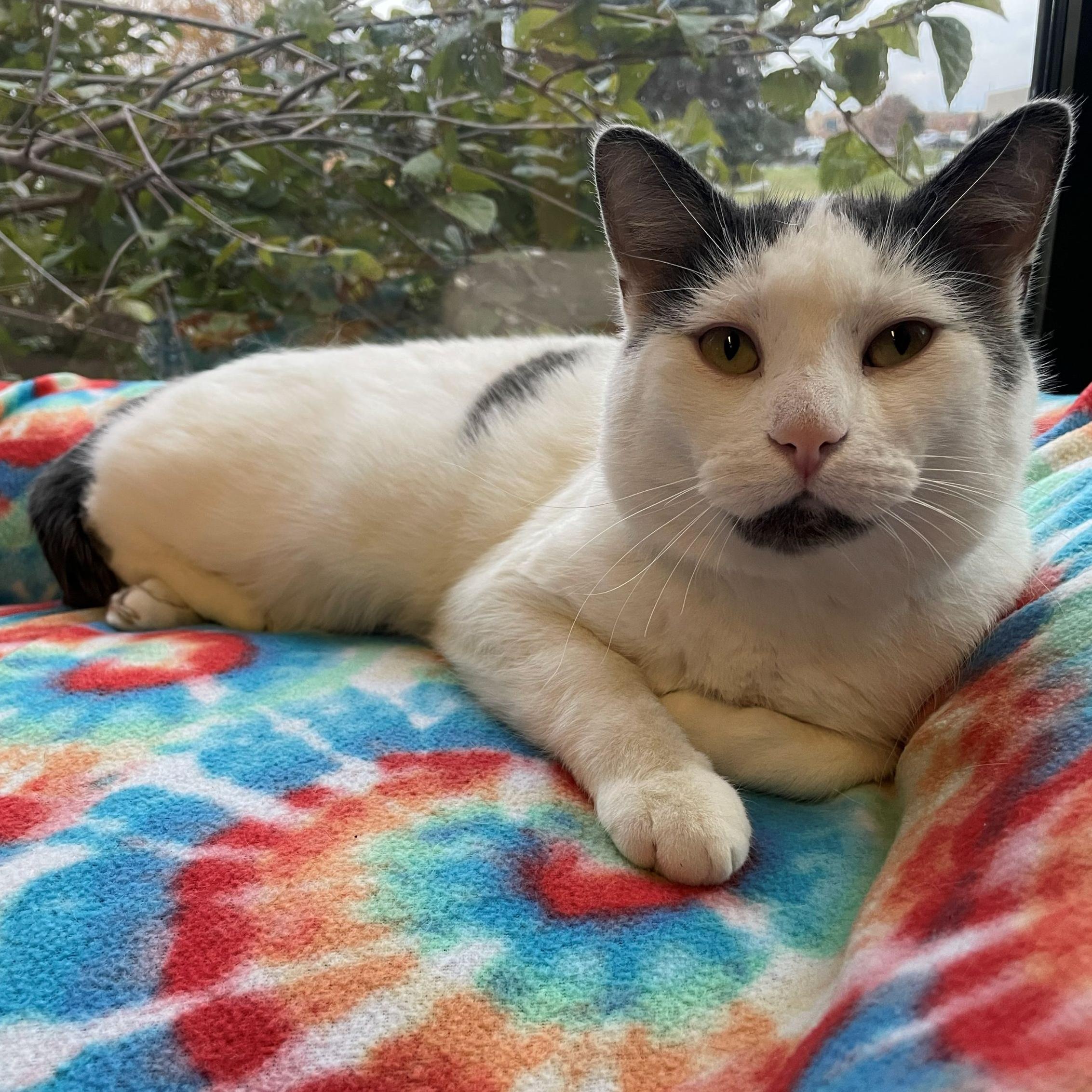 Ashton, Adoptable, Adult Male Domestic Short Hair.