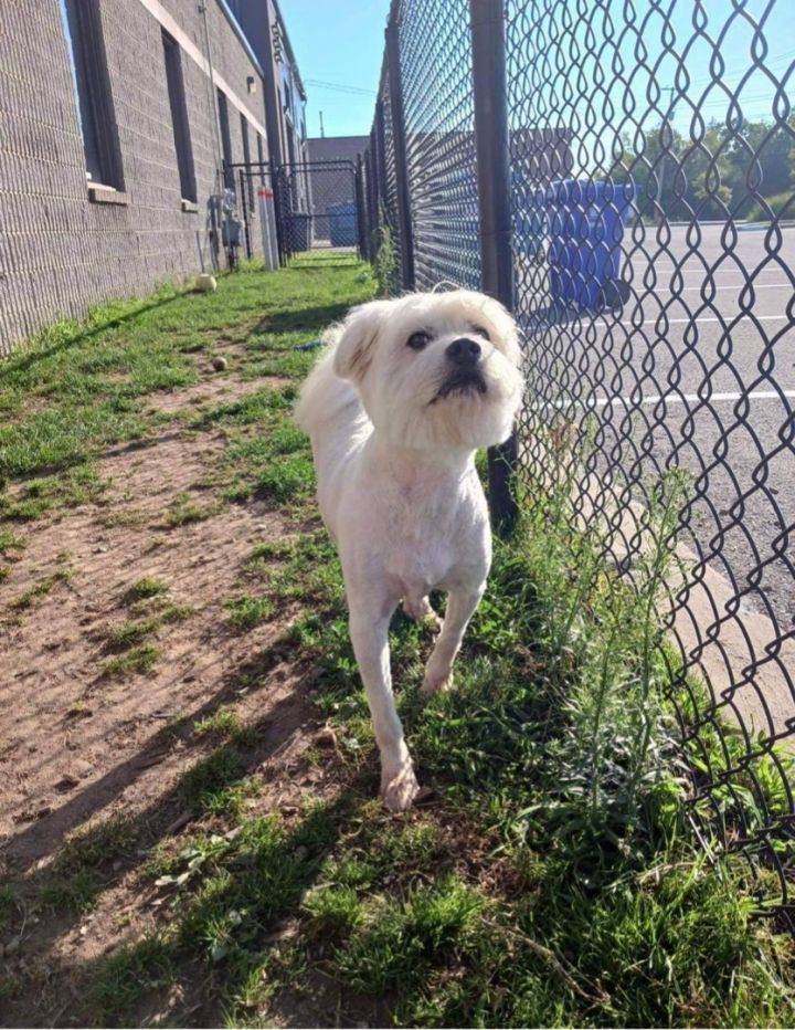 Enlarge Genius, a Adoptable Mixed Breed in Vaudreuil-Dorion, QC image 2/4