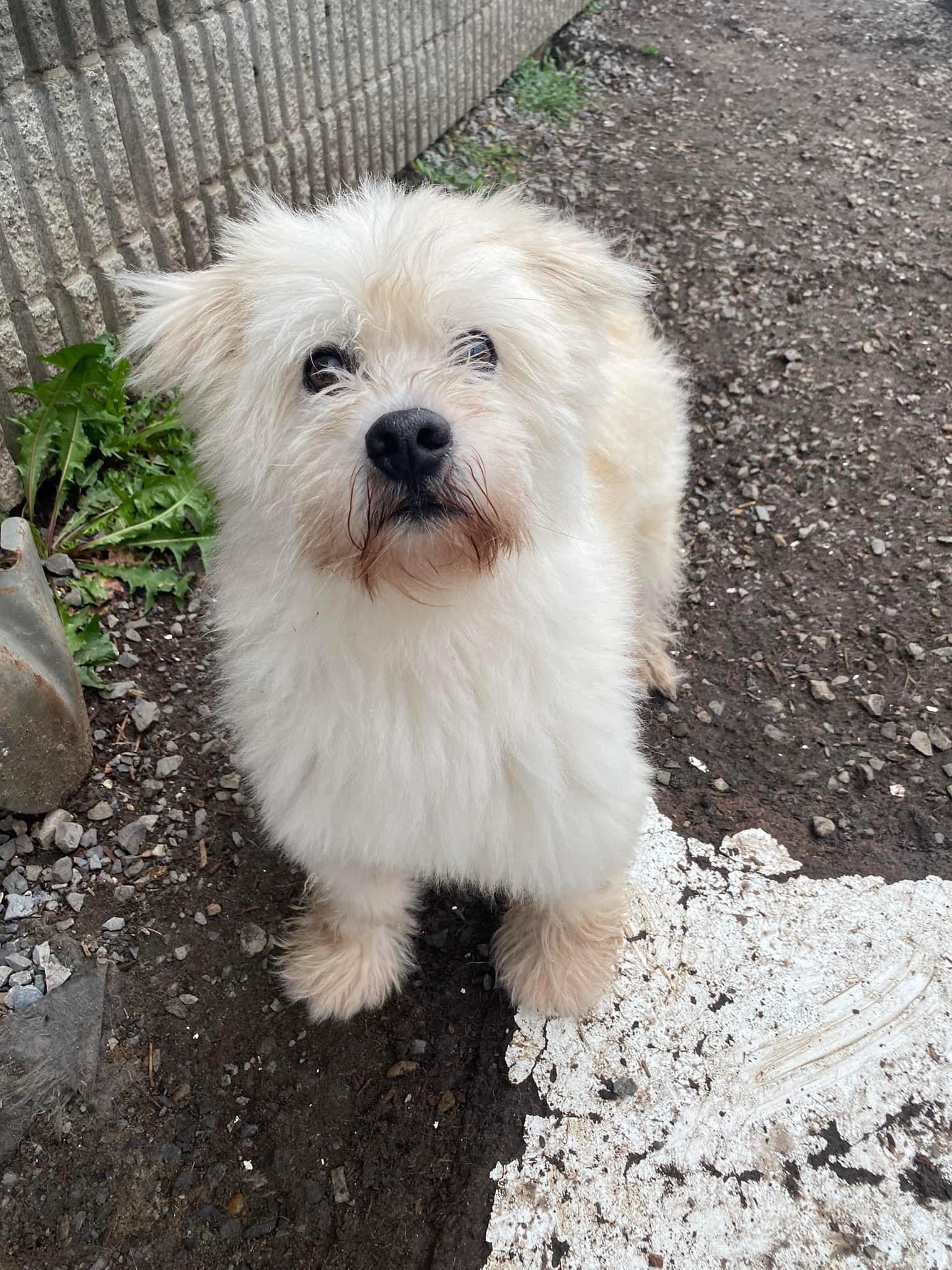 Enlarge Genius, a Adoptable Mixed Breed in Vaudreuil-Dorion, QC image 1/4