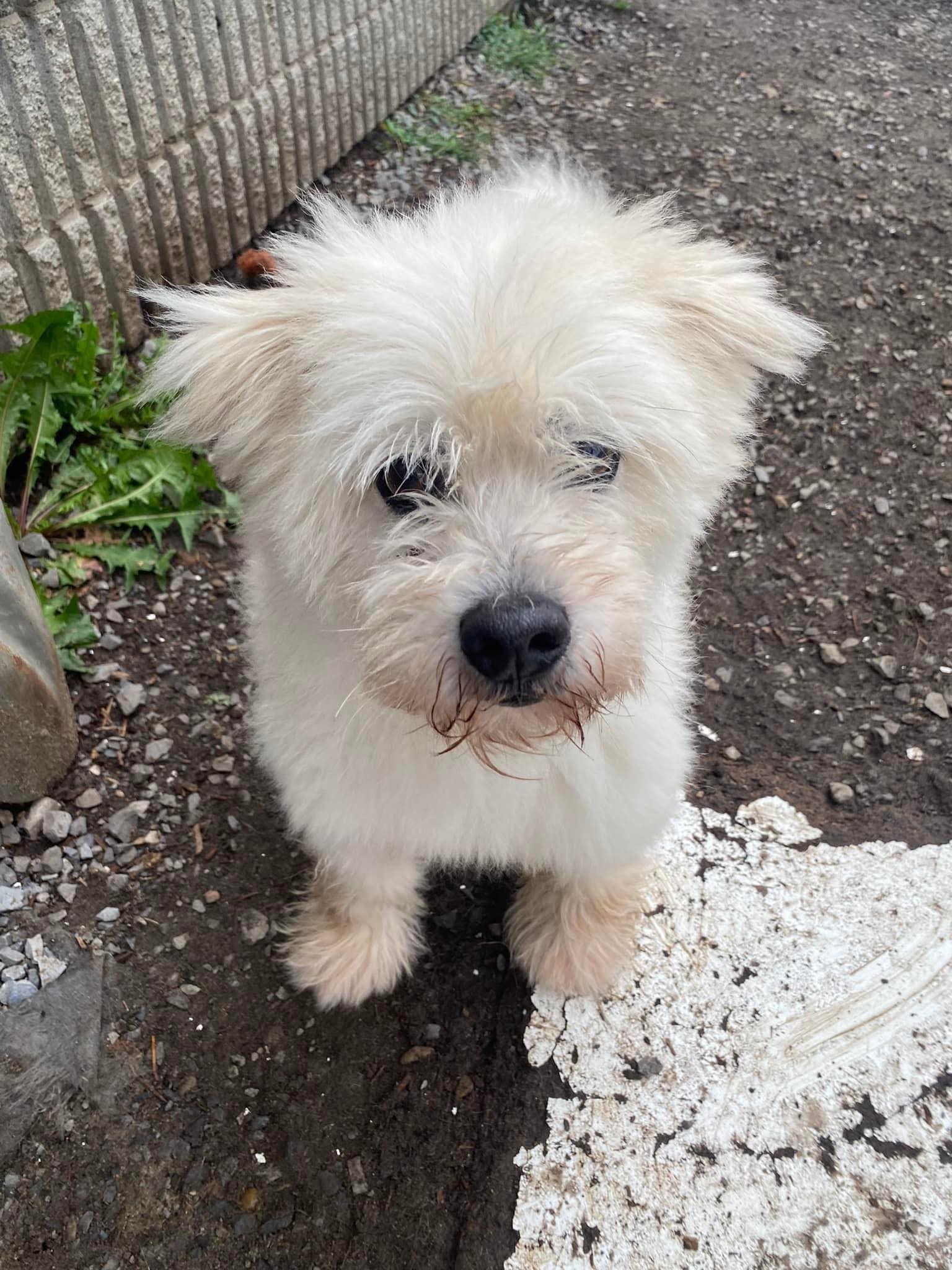 Enlarge Genius, a Adoptable Mixed Breed in Vaudreuil-Dorion, QC image 4/4