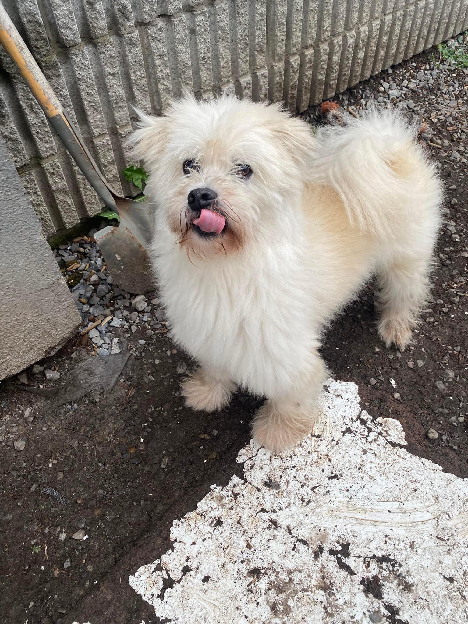 Enlarge Genius, a Adoptable Mixed Breed in Vaudreuil-Dorion, QC image 3/4