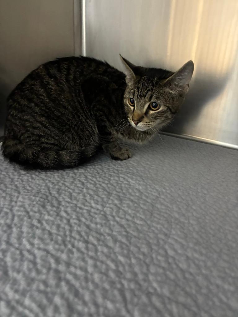 Woody, Adoptable, Young Male Domestic Short Hair.