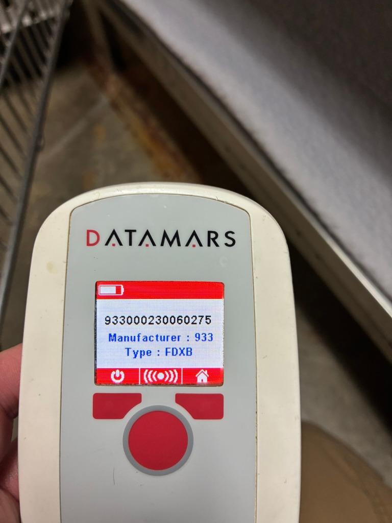 Enlarge Woody, a Adoptable mixed breed in Clarksville, TN image 2/4