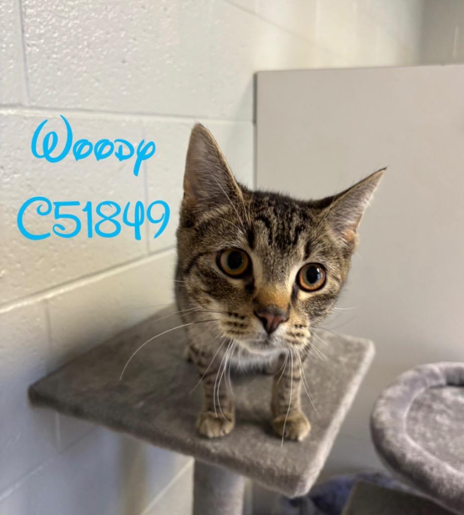 Enlarge Woody, a Adoptable mixed breed in Clarksville, TN image 4/4