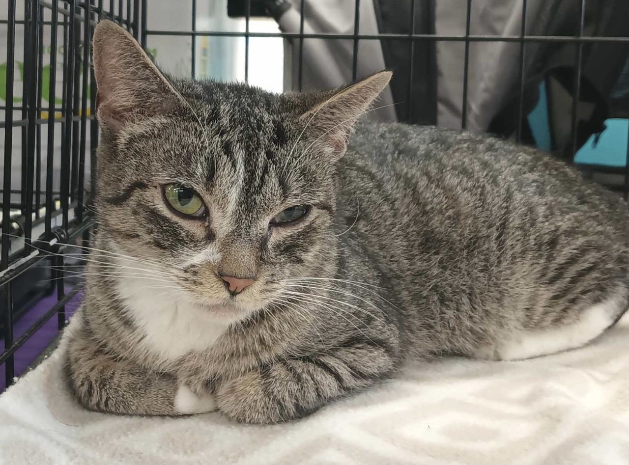 Phoenix, Adoptable, Young Female Domestic Short Hair.