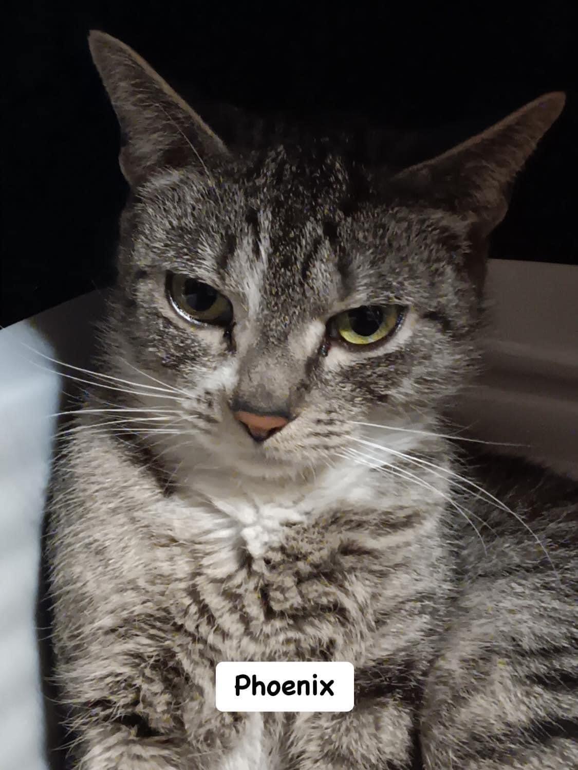 Phoenix, a Adoptable Domestic Short Hair in Staten Island, NY image 2/2