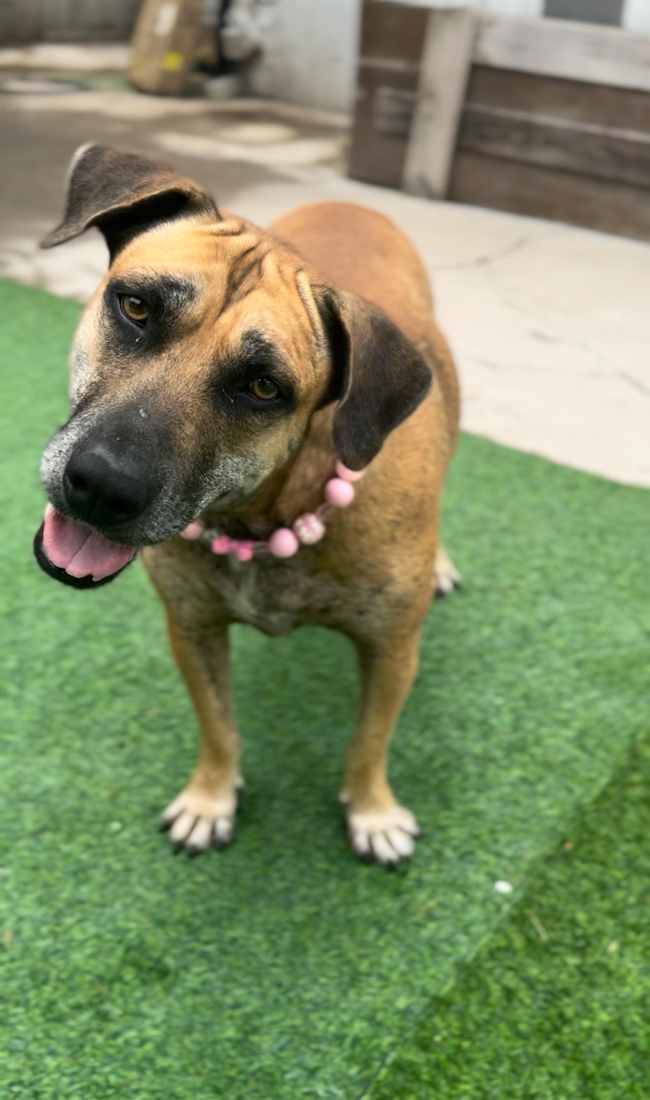 Enlarge Momma, a Adoptable mixed breed in Atlanta, GA image 2/6