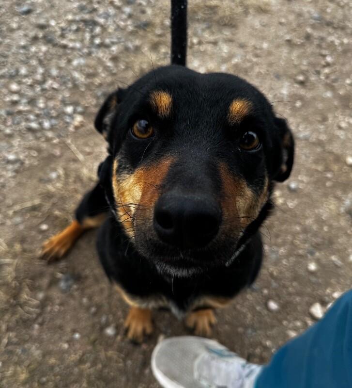 Latke, Adoptable, Adult Female Australian Kelpie & Mixed Breed.