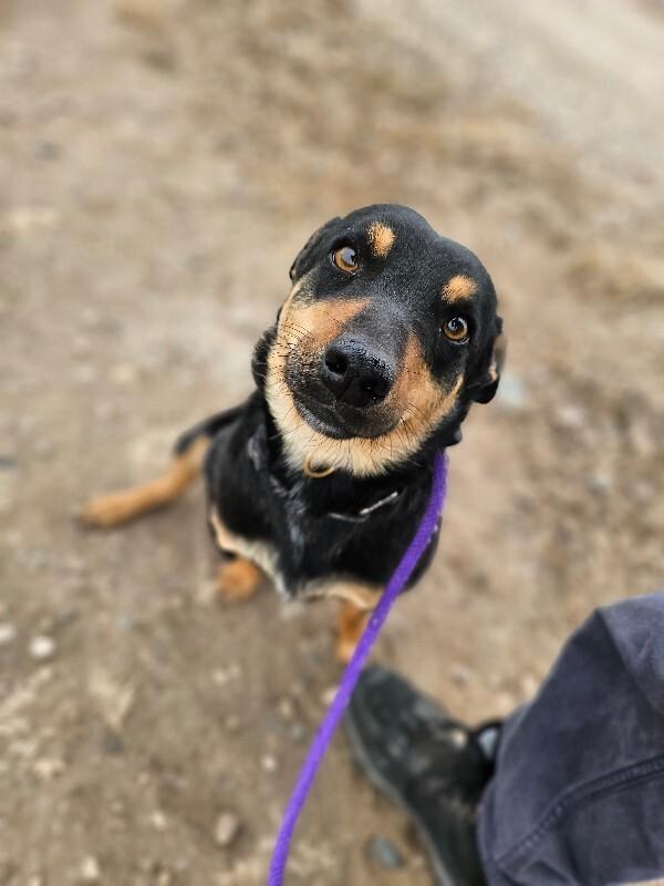 Latke, a Adoptable mixed breed in Fort Collins, CO image 2/6