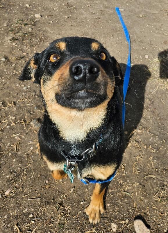 Latke, a Adoptable mixed breed in Fort Collins, CO image 3/6