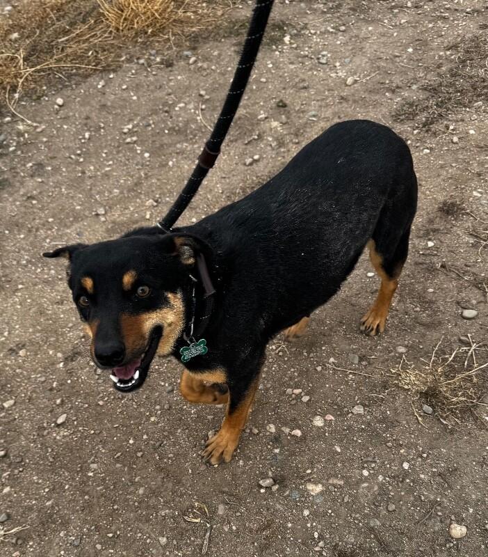 Latke, a Adoptable mixed breed in Fort Collins, CO image 4/6
