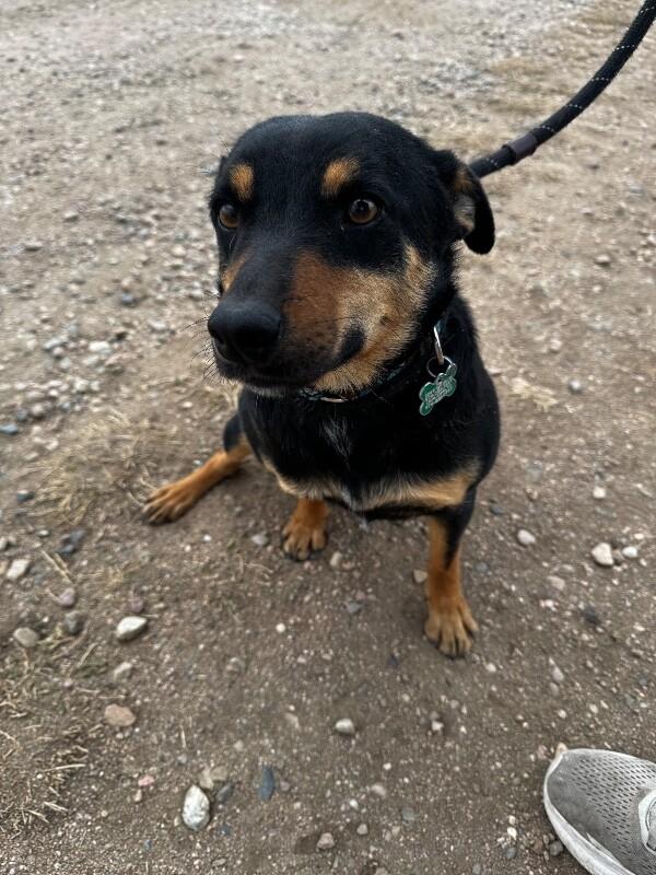 Latke, a Adoptable mixed breed in Fort Collins, CO image 5/6