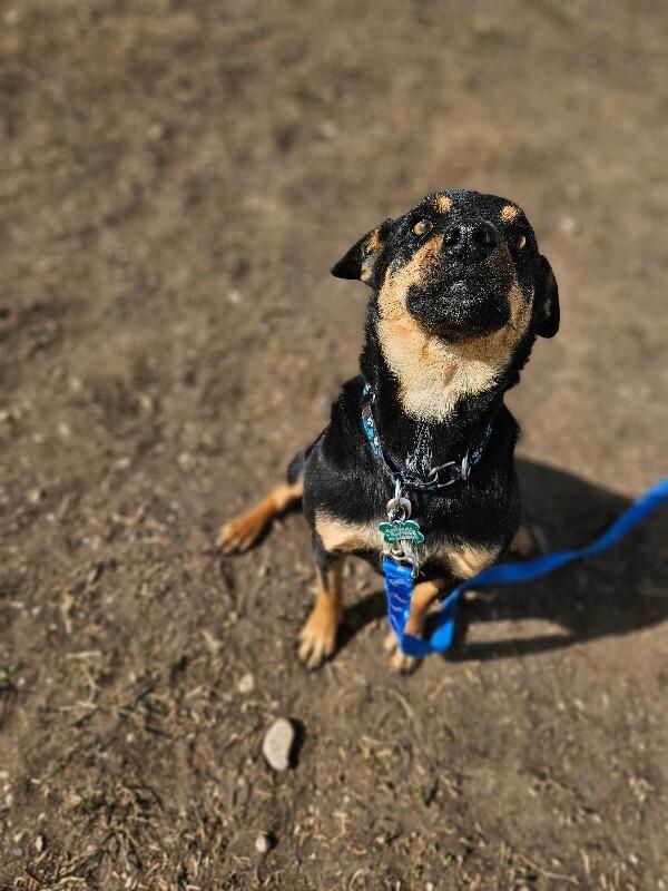 Latke, a Adoptable mixed breed in Fort Collins, CO image 6/6