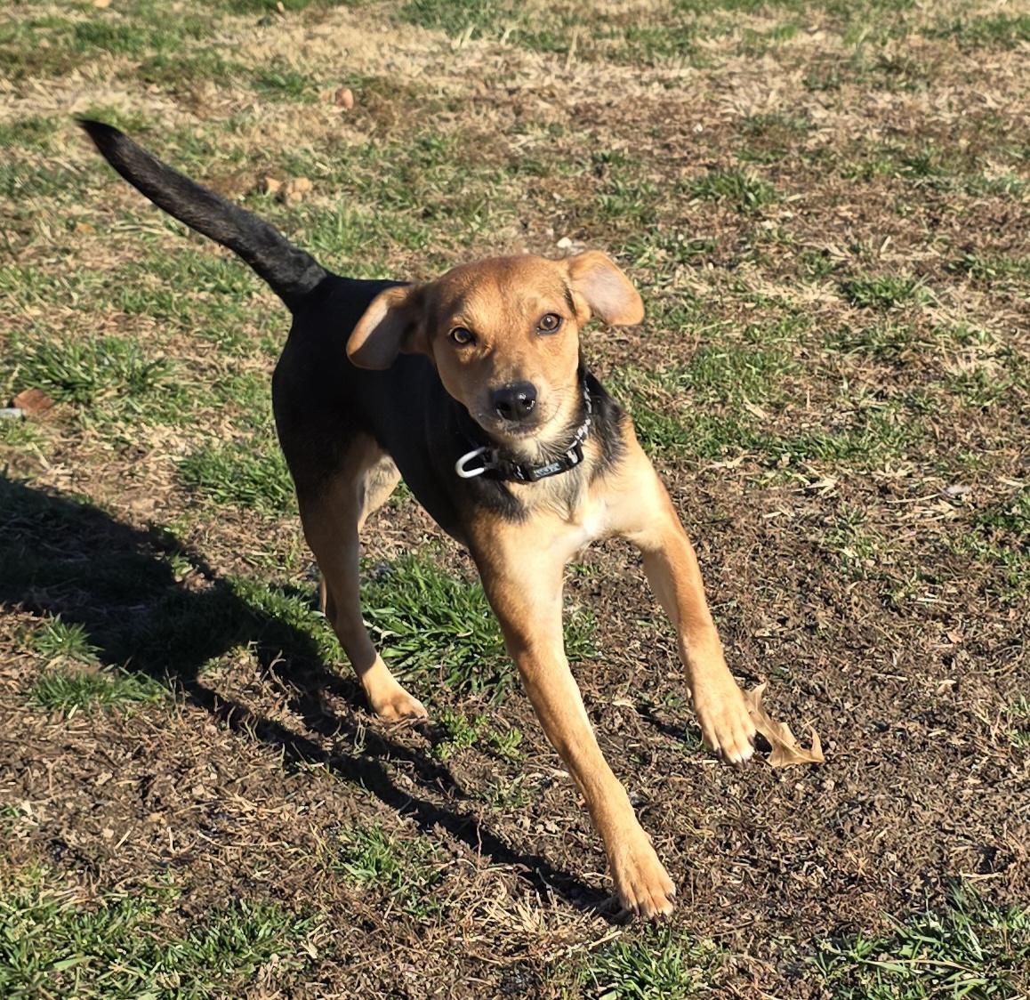 Rex, ADOPTABLE, Young Male Beagle.