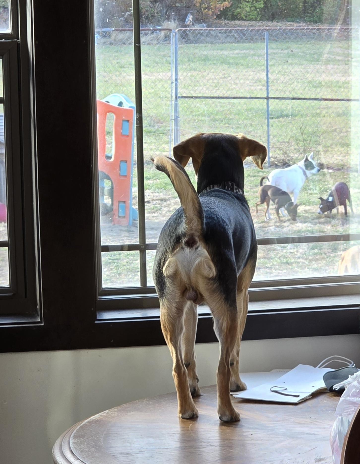 Rex, a ADOPTABLE mixed breed in Terre Haute, IN image 2/6