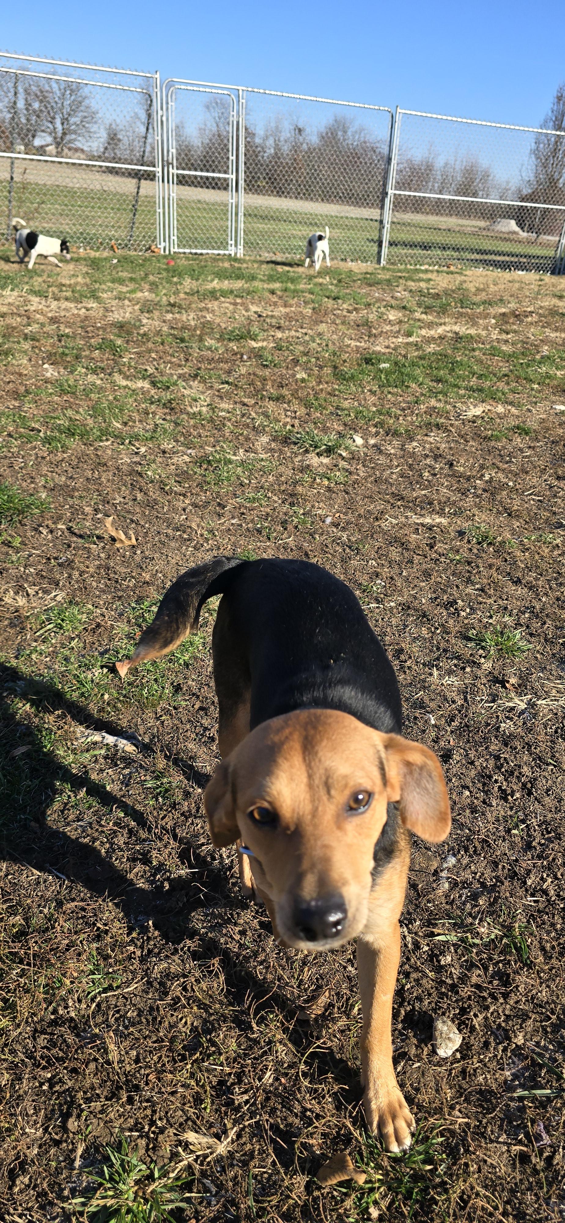 Rex, a ADOPTABLE mixed breed in Terre Haute, IN image 3/6