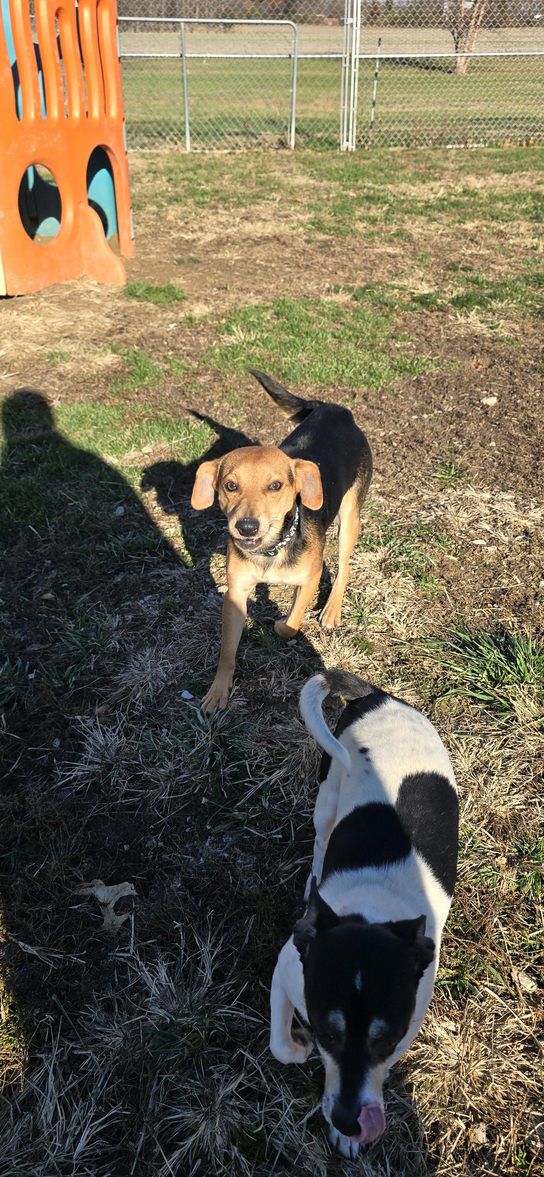 Rex, a ADOPTABLE mixed breed in Terre Haute, IN image 4/6